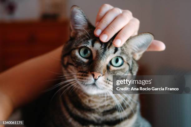 woman hands stroking a tabby cat head - gatto soriano foto e immagini stock