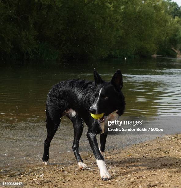 loki the border collie,oxford,united kingdom,uk - border collie stock-fotos und bilder