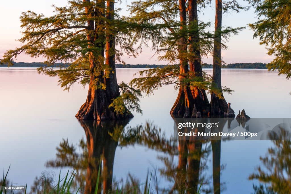 Scenic view of lake against sky,Reelfoot Lake State Park,United States,USA