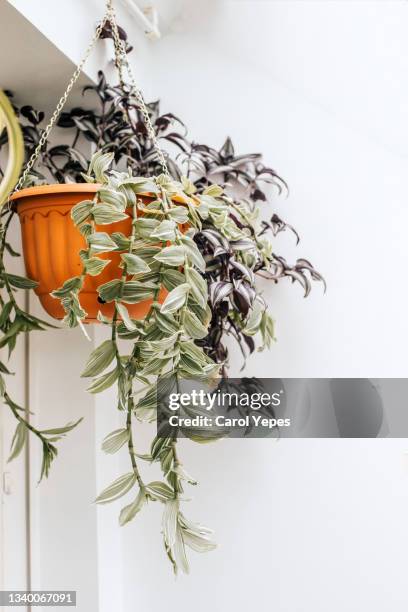 trandescantia zebrina plant hanging at home - flor de santa lucía fotografías e imágenes de stock