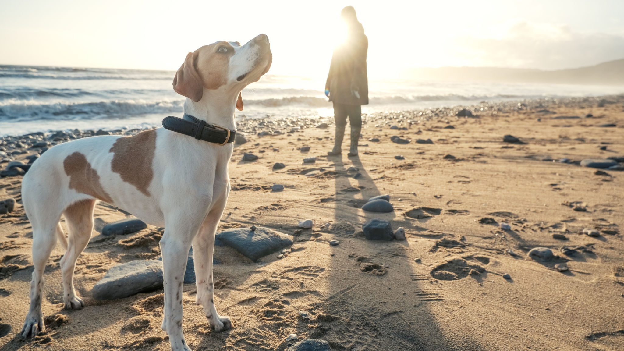 northern beaches dog walking