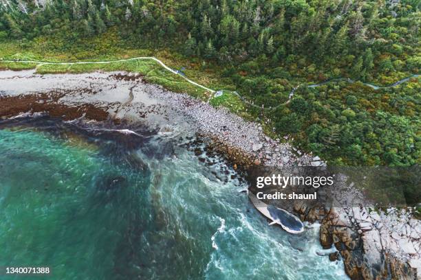 deceased blue whale - endangered species stock pictures, royalty-free photos & images