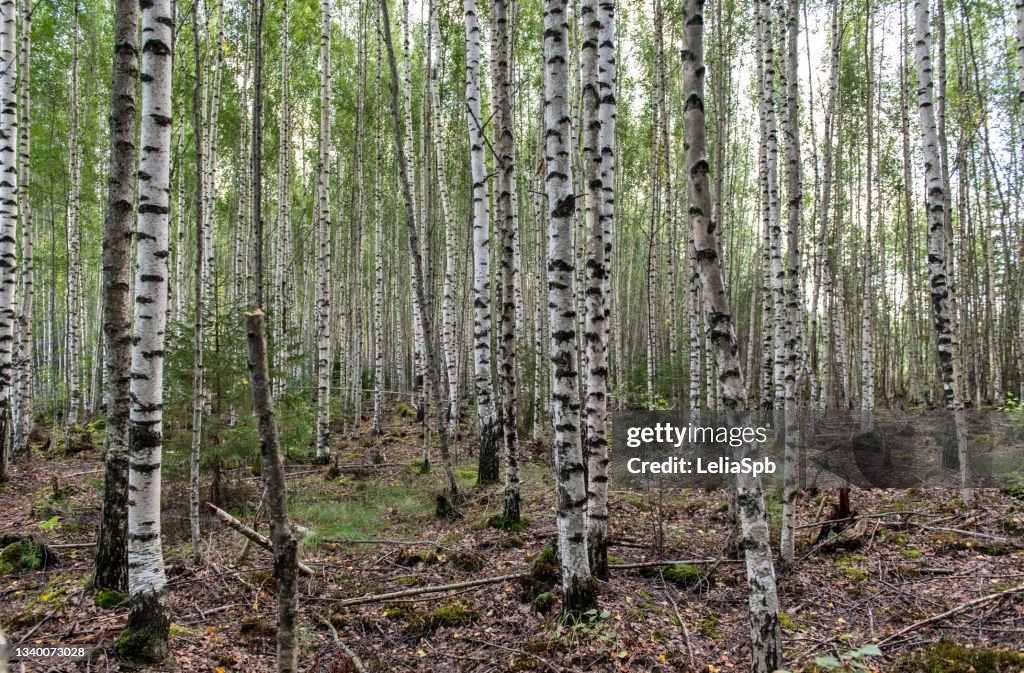 Birch grove on a summer day