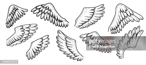 illustrations, cliparts, dessins animés et icônes de ensemble de griffonnages d’ailes - plume pigeon