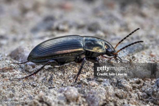 ground beetle - käfer stock-fotos und bilder