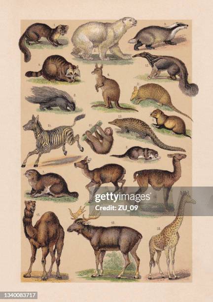 stockillustraties, clipart, cartoons en iconen met mammals, chromolithograph, published in 1889 - giant anteater