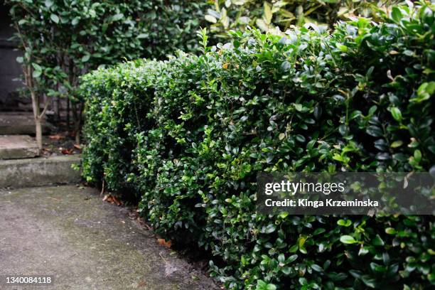 hedge - hedge trimming stock pictures, royalty-free photos & images