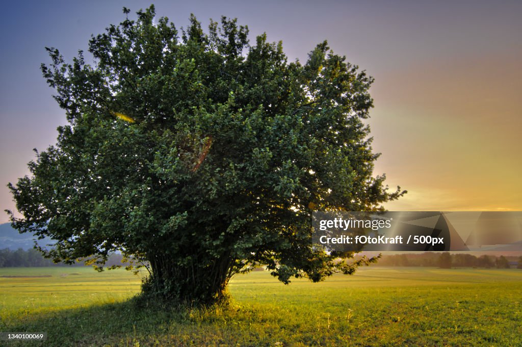 Trees on field against sky during sunset,Austria