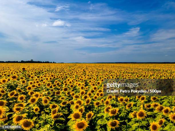 scenic view of sunflower field against cloudy sky,lviv,ukraine - ukraine war stock-fotos und bilder