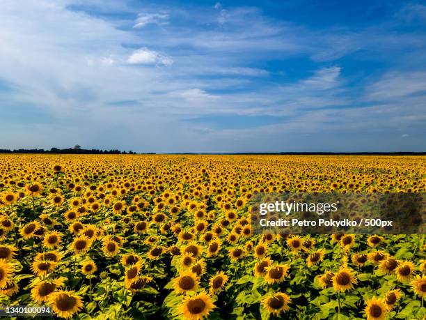 scenic view of sunflower field against cloudy sky,lviv,ukraine - girasol fotografías e imágenes de stock