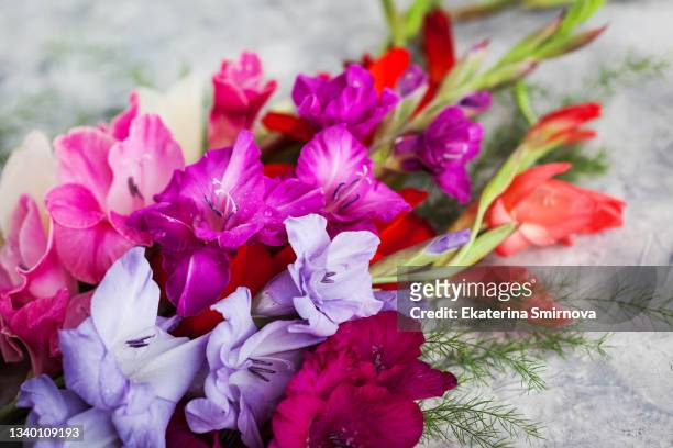 bouquet of beautiful gladiolus on gray background, top view, flat lay - gladiolus 個照片及圖片檔