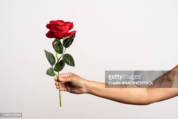 cropped hand holding red rose against white background - single rose ストックフォトと画像