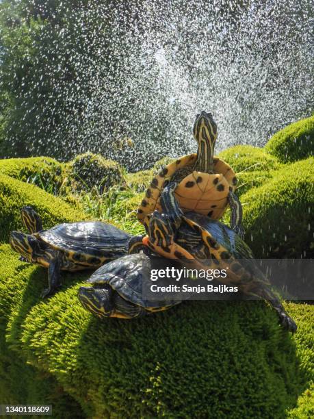 Drippy Turtle Dripping Turtle Photos and Premium High Res Pictures - Getty Images