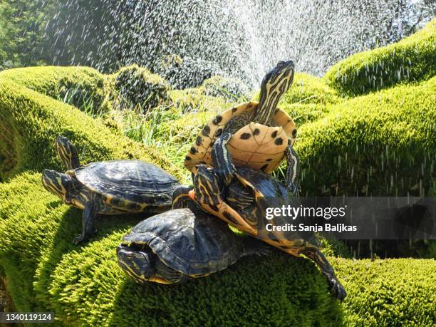 Drippy Turtle Dripping Turtle Photos and Premium High Res Pictures - Getty Images
