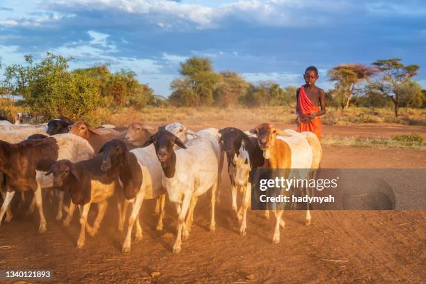 young masai boy hearding goats, kenya, africa - masai stock pictures, royalty-free photos & images