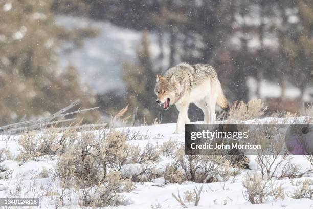 wolf of the wapiti pack walking in snow in yellowstone national park - bozeman montana stock pictures, royalty-free photos & images