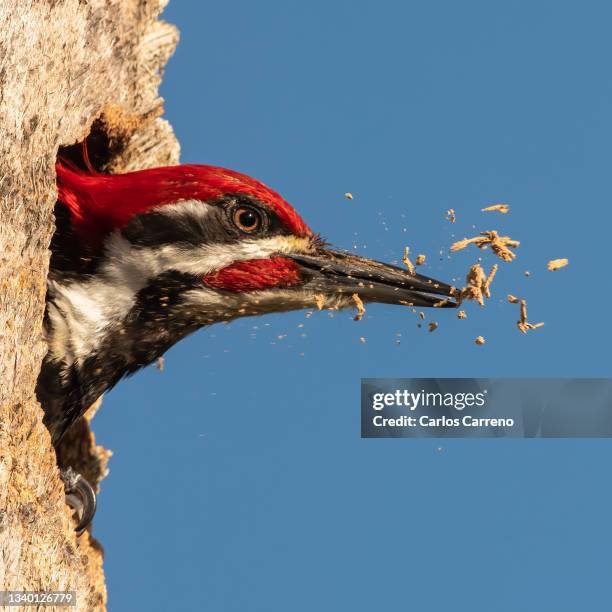 pileated woodpecker woodpecking - beak foto e immagini stock