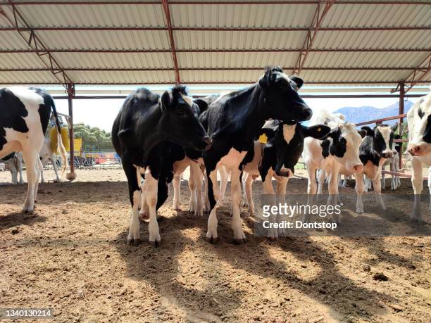 cows in a barn - modern garden shed stockfoto's en -beelden