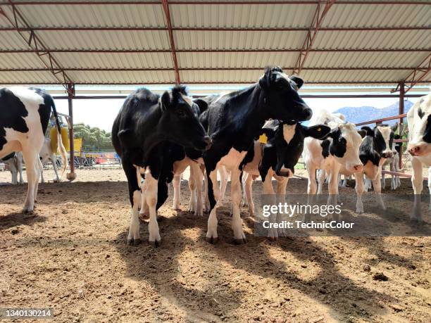 Retared Cows 2,386 Resting Cows Stock Photos, High-Res Pictures, and Images - Getty ...