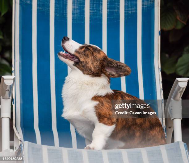 handsome brindle-colored young corgi posing and making faces - welsh-cardigan-corgi stockfoto's en -beelden