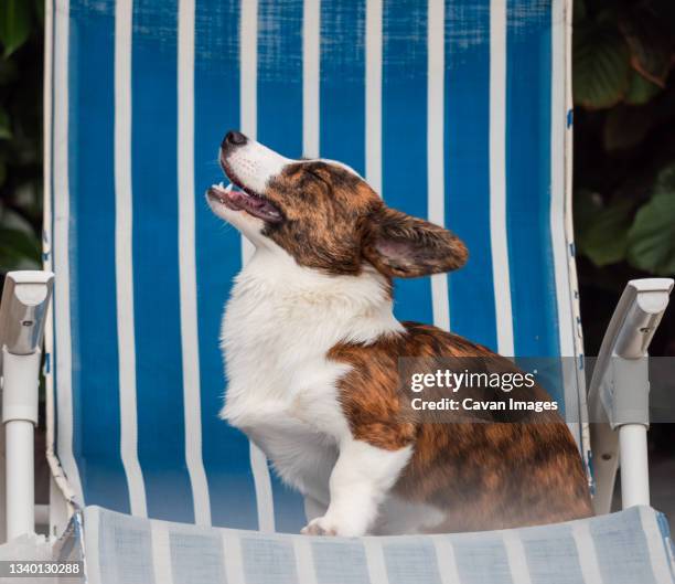 handsome brindle-colored young corgi posing and making faces - cardigan welsh corgi stock pictures, royalty-free photos & images