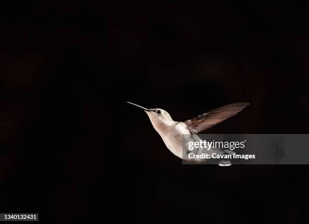 close up of a hummingbird in flight against a black background. - animal black backround isolated stockfoto's en -beelden