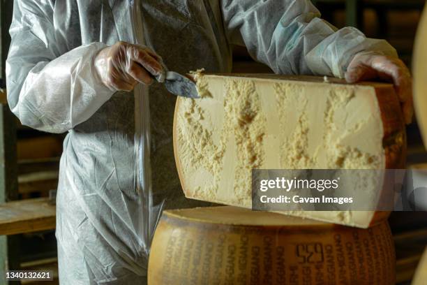 cheese dairy master cutting a parmesan cheese wheel at the dairy - parmesan fotografías e imágenes de stock