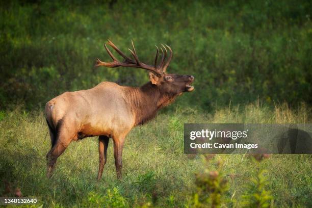 a bull elk bugling in the morning sun - bramar fotografías e imágenes de stock