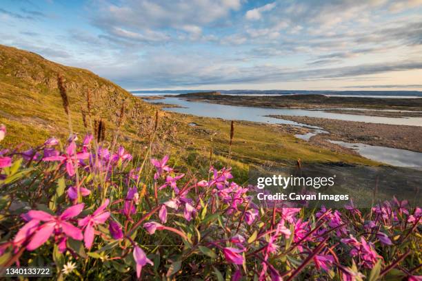 landscape sylvia grinnell park pavilion, iqaluit, baffin island canada - territory stock pictures, royalty-free photos & images