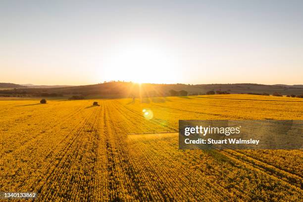 aerial view of canola being sprayed - canola stock-fotos und bilder