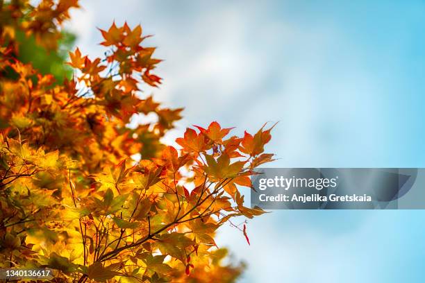 japanese maple in autumn. - canada background stock pictures, royalty-free photos & images