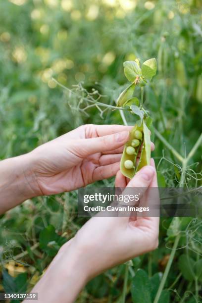 young female farmer inspects the harvest of green peas in her farm - peas stock pictures, royalty-free photos & images