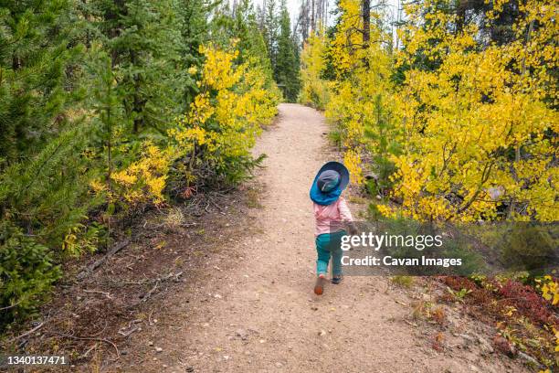 girl hiking along young aspen trees in fall, colorado - summit co stock pictures, royalty-free photos & images