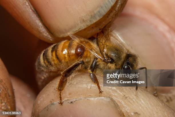 honey bee with parasitic varroa mite, barwick, georgia. - bee keeper stockfoto's en -beelden