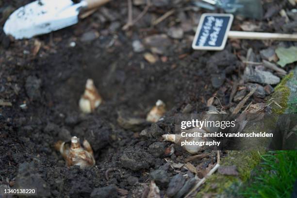 planting narcissus replete bulbs - plant bulb stock pictures, royalty-free photos & images