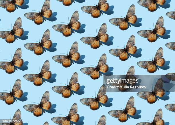 repeated female acraea asboloplintha butterflies on the blue background. - pop fly fotografías e imágenes de stock