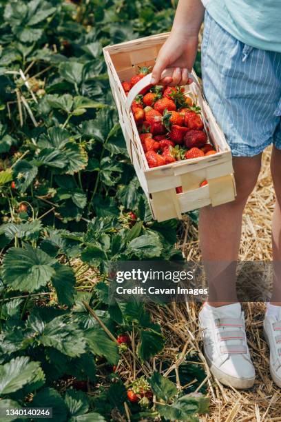 cropped image of girl holding basket full of strawberries in hands - berry picker stock pictures, royalty-free photos & images