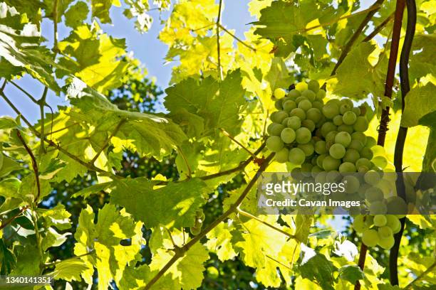 grapes almost ready for harvest at vinyard in france - twig photos et images de collection