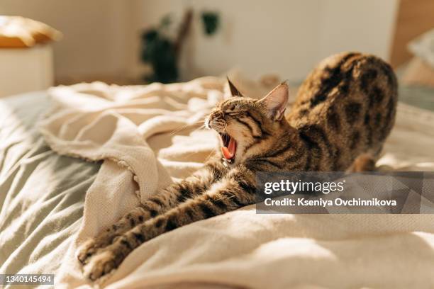 pure white cat sleeping on white bedding - comfortabel stockfoto's en -beelden