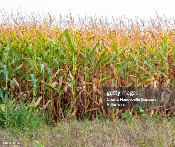 dry  corn plants in a cornfield. - genetically modified food stock pictures, royalty-free photos & images