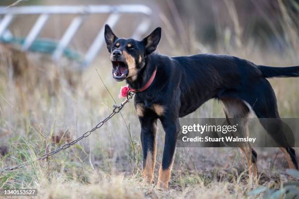 kelpie in farm setting - bow wow stock pictures, royalty-free photos & images