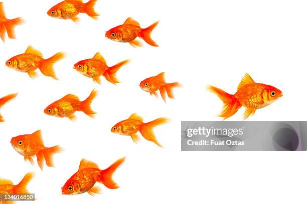 different way - standing out from the crowd animal stock pictures, royalty-free photos & images
