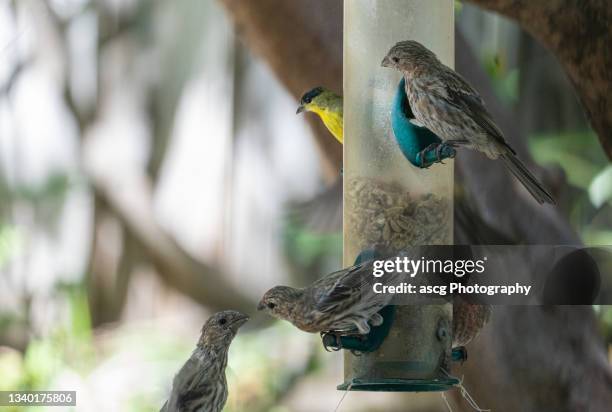 full house - house finch stock pictures, royalty-free photos & images