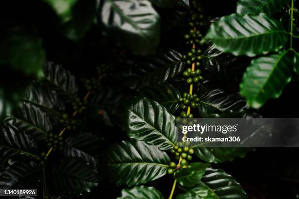 close up  red and green cherries raw arabica coffee  green bean and high contrast and darken background - plantation de café stockfoto's en -beelden