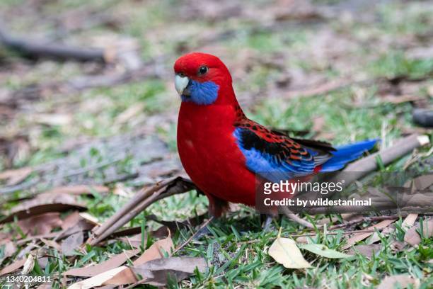 crimson rosella on the ground, booderee national park, jervis bay, australia. - king parrot stock pictures, royalty-free photos & images