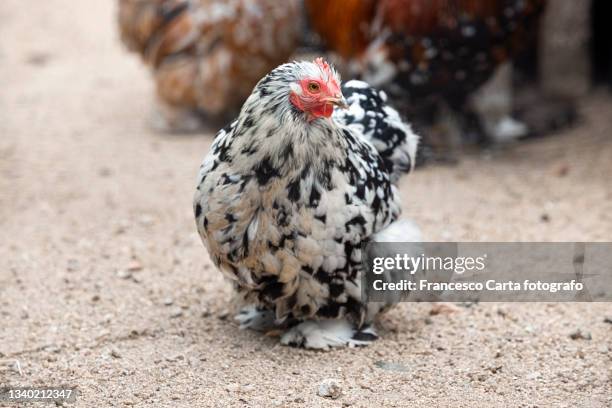 white and black brahma chicken - brama stock pictures, royalty-free photos & images