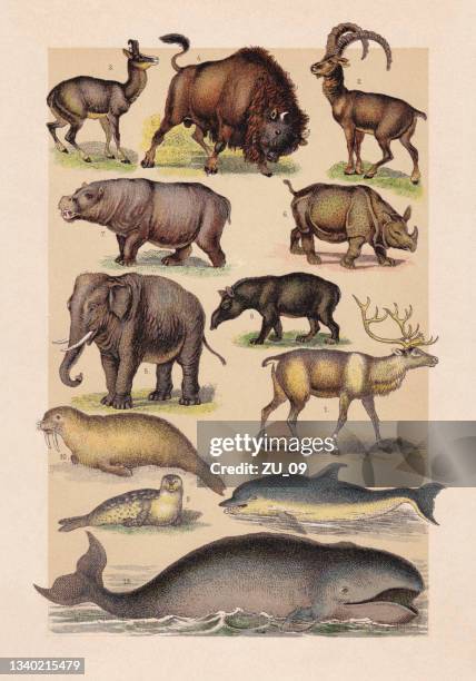 mammals, chromolithograph, veröffentlicht 1889 - wildrind stock-grafiken, -clipart, -cartoons und -symbole