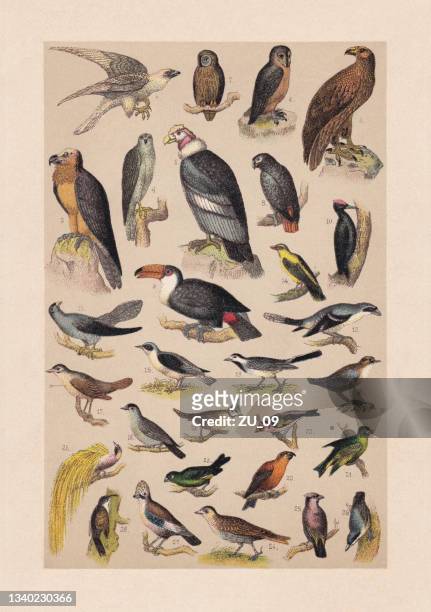 birds, chromolithograph, veröffentlicht 1889 - falcon bird stock-grafiken, -clipart, -cartoons und -symbole