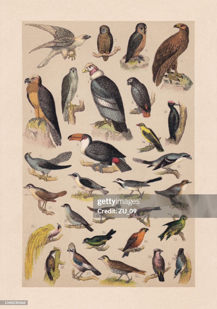 Birds, chromolithograph, published in 1889