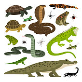 Set of Collection of cute wild Animals and Insects